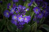 Purple Flowers_24752